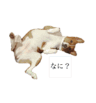 コハルスペシャル！（個別スタンプ：21）