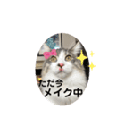 ノルウェージャンのエル②（個別スタンプ：4）
