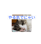 ノルウェージャンのエル②（個別スタンプ：6）