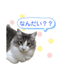 ノルウェージャンのエル②（個別スタンプ：8）