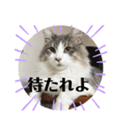 ノルウェージャンのエル②（個別スタンプ：11）