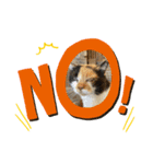猫たちのサイン（個別スタンプ：1）