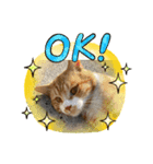 猫たちのサイン（個別スタンプ：3）