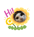 猫たちのサイン（個別スタンプ：5）