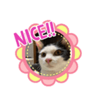 猫たちのサイン（個別スタンプ：6）