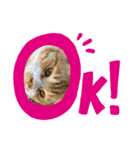 猫たちのサイン（個別スタンプ：8）