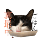 猫ですが何か。（個別スタンプ：1）