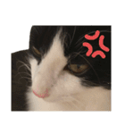 猫ですが何か。（個別スタンプ：2）