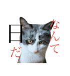猫ですが何か。（個別スタンプ：3）
