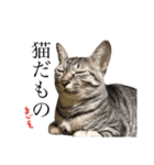 猫ですが何か。（個別スタンプ：4）