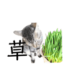 猫ですが何か。（個別スタンプ：5）