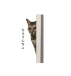 猫ですが何か。（個別スタンプ：6）