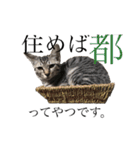 猫ですが何か。（個別スタンプ：9）