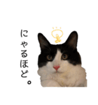 猫ですが何か。（個別スタンプ：10）