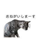 猫ですが何か。（個別スタンプ：11）
