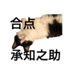 猫ですが何か。（個別スタンプ：13）