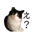 猫ですが何か。（個別スタンプ：14）