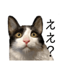 猫ですが何か。（個別スタンプ：15）