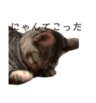猫ですが何か。（個別スタンプ：16）