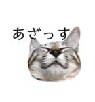 猫ですが何か。（個別スタンプ：17）