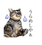 猫ですが何か。（個別スタンプ：18）