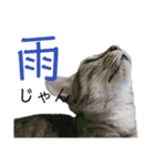 猫ですが何か。（個別スタンプ：19）