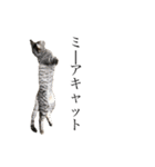 猫ですが何か。（個別スタンプ：21）