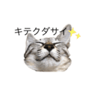 猫ですが何か。（個別スタンプ：24）