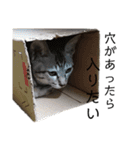 猫ですが何か。（個別スタンプ：26）
