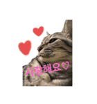 猫ですが何か。（個別スタンプ：27）