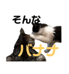 猫ですが何か。（個別スタンプ：28）