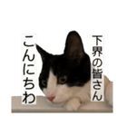 猫ですが何か。（個別スタンプ：29）