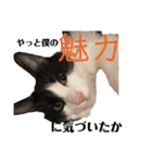 猫ですが何か。（個別スタンプ：30）