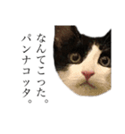 猫ですが何か。（個別スタンプ：32）