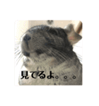 ちんちらのみかんさんパート2（個別スタンプ：11）
