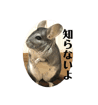 ちんちらのみかんさんパート2（個別スタンプ：16）