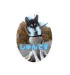 れん＆ソルの日常（個別スタンプ：3）