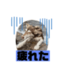 れん＆ソルの日常（個別スタンプ：4）