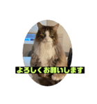 れん＆ソルの日常（個別スタンプ：8）