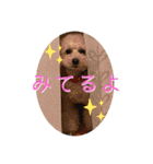 ウチの不思議クンまっしゅ（個別スタンプ：1）