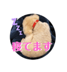 ウチの不思議クンまっしゅ（個別スタンプ：7）