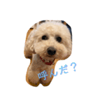 ウチの不思議クンまっしゅ（個別スタンプ：11）
