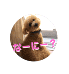 ウチの不思議クンまっしゅ（個別スタンプ：15）