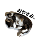 兄弟猫のたろじろ（個別スタンプ：1）