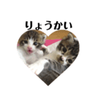 兄弟猫のたろじろ（個別スタンプ：3）