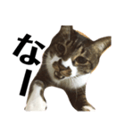 兄弟猫のたろじろ（個別スタンプ：6）