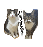 兄弟猫のたろじろ（個別スタンプ：7）