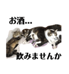 兄弟猫のたろじろ（個別スタンプ：8）