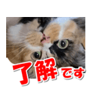 ゆずりんTVスタンプ(みかん編)（個別スタンプ：12）