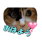 ゆずりんTVスタンプ(みかん編)（個別スタンプ：13）